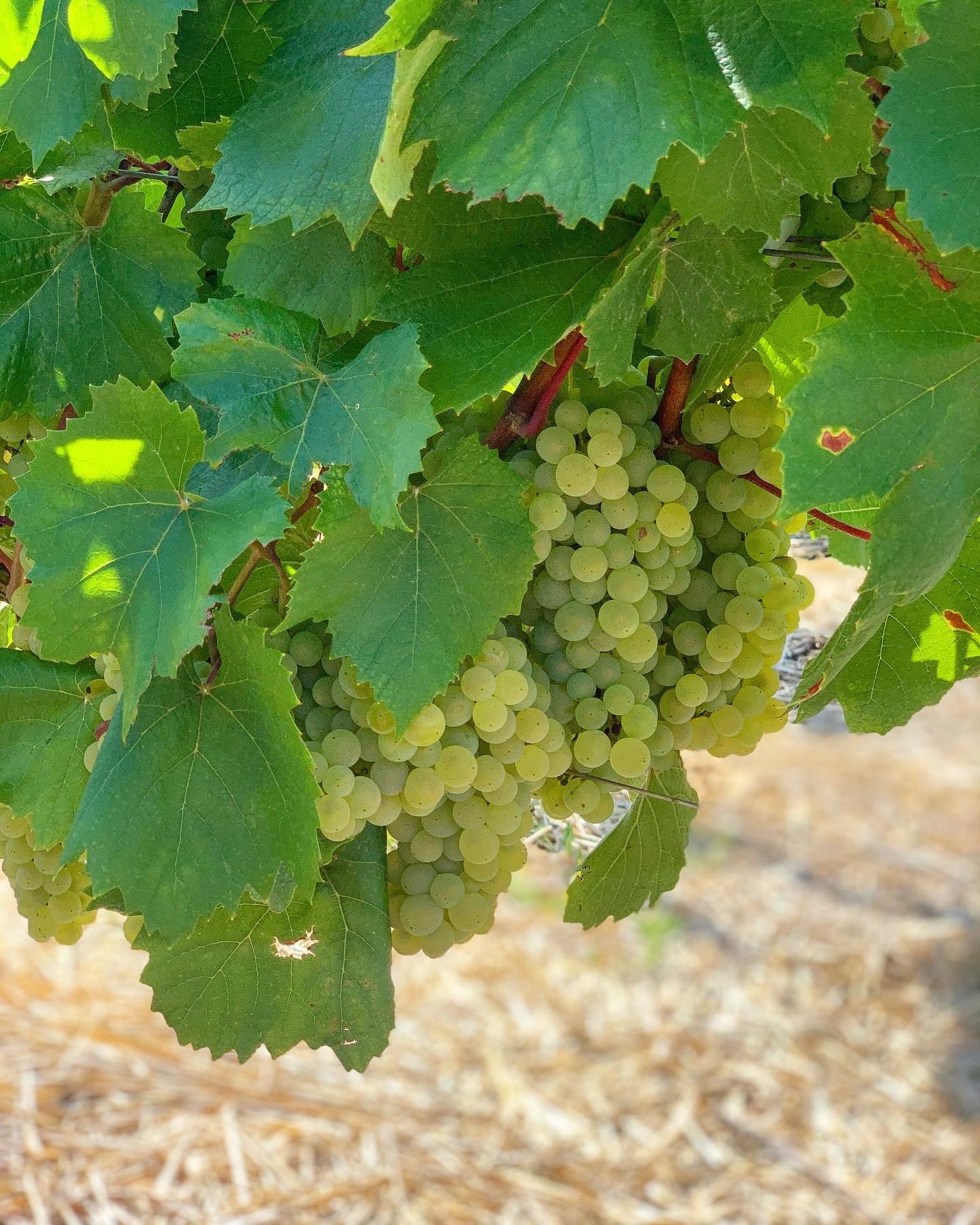 Raisins Auxerrois