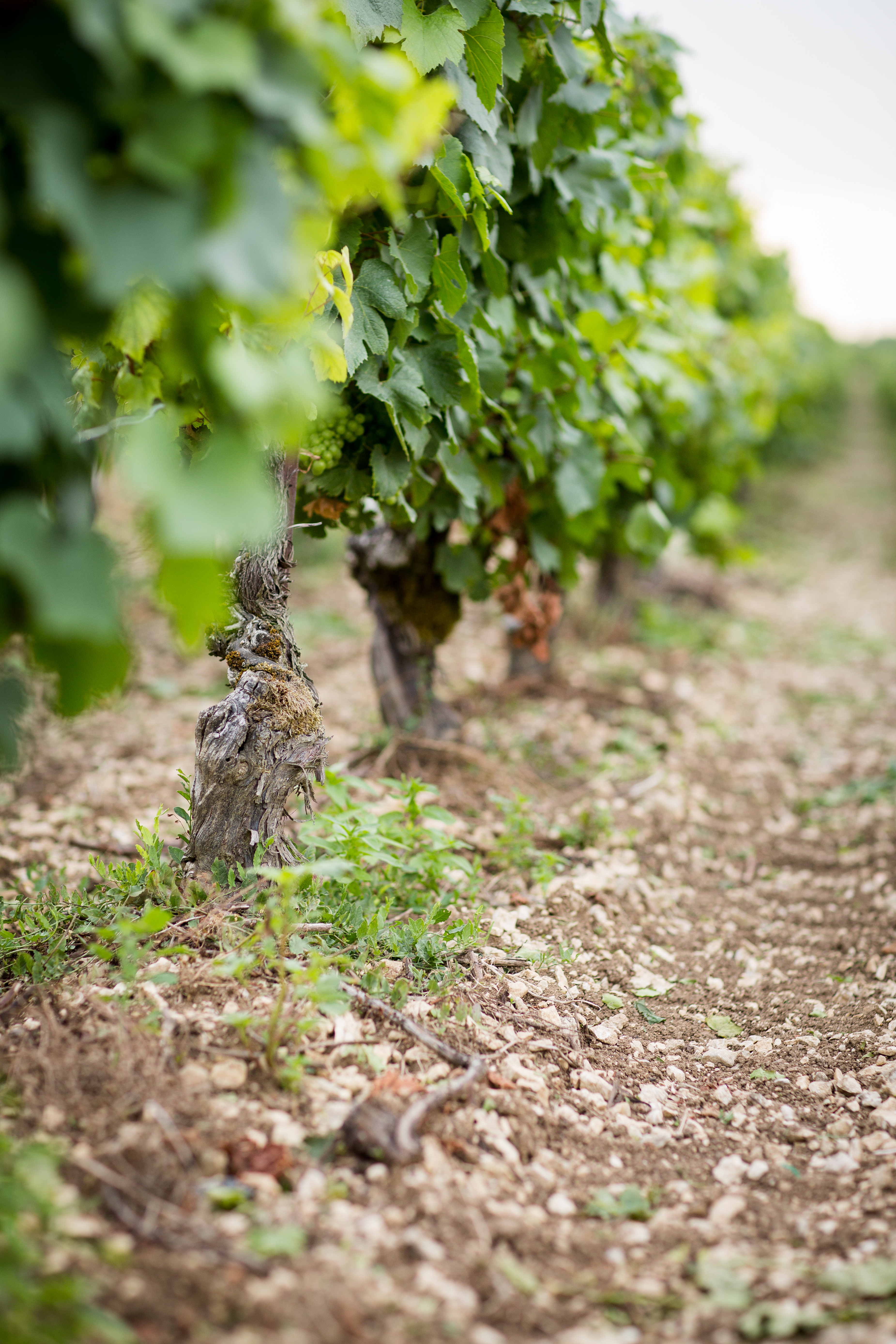 Domaine Pascal Henry